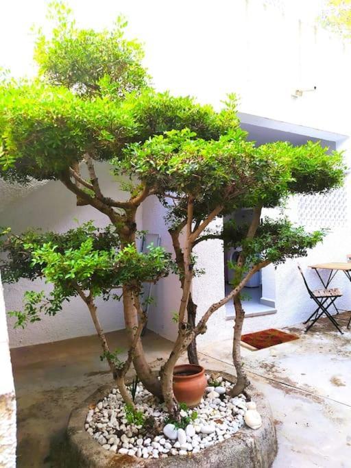 La Casa De Las Palmeras Muntanya la Sella Eksteriør billede